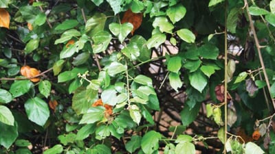 Croton aromaticus