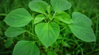 Acalypha indica