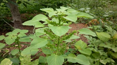 Acalypha indica