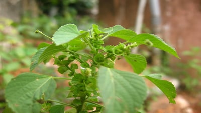 Acalypha indica