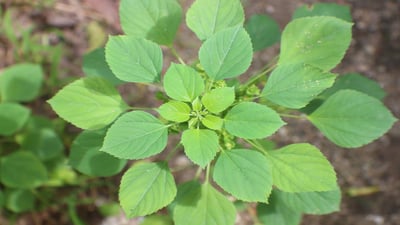 Acalypha indica