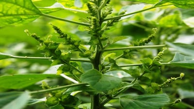 Acalypha indica