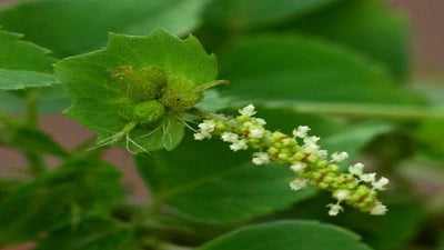 Acalypha indica