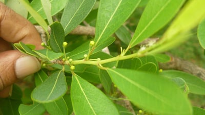 Erythroxylum monogynum