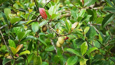 Elaeocarpus serratus
