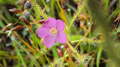 Drosera indica