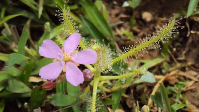 Drosera indica