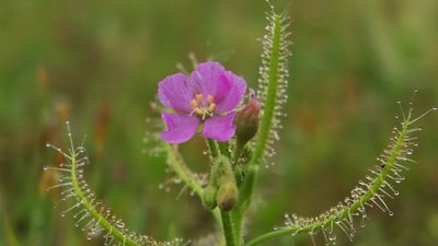 Drosera indica