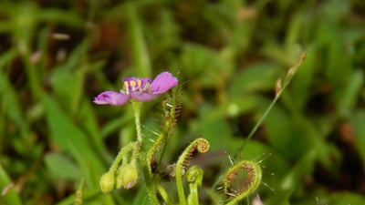 Drosera indica