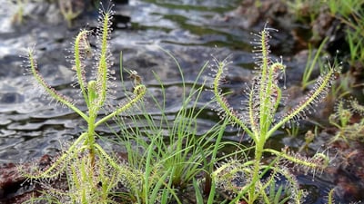 Drosera indica