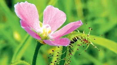 Drosera indica