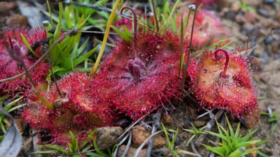 Drosera burmannii