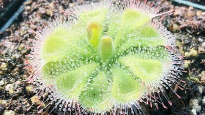Drosera burmannii
