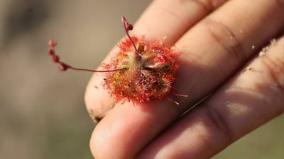 Drosera burmannii