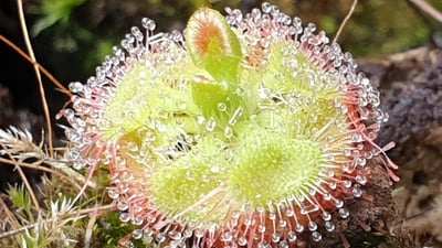 Drosera burmannii