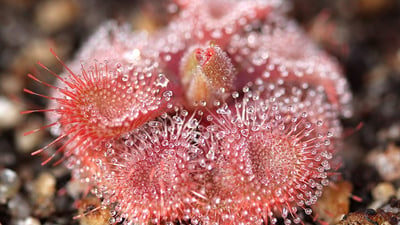 Drosera burmannii