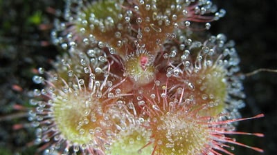 Drosera burmannii
