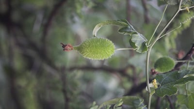 Momordica dioica