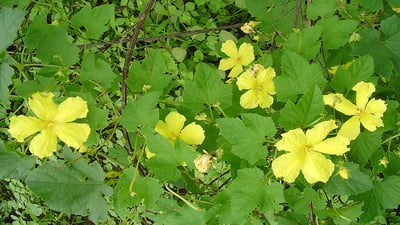 Momordica dioica
