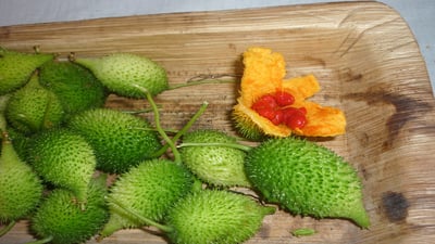 Momordica dioica