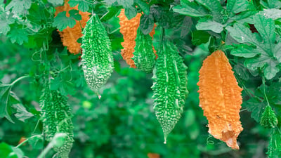 Momordica charantia L.