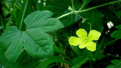 Momordica charantia L.