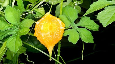 Momordica charantia L.