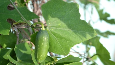 Coccinia grandis