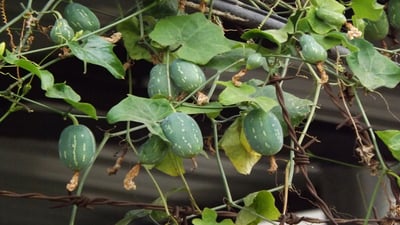 Coccinia grandis