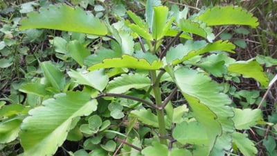 Kalanchoe laciniata