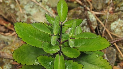 Kalanchoe laciniata