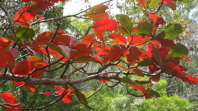 Terminalia catappa