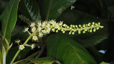Terminalia catappa