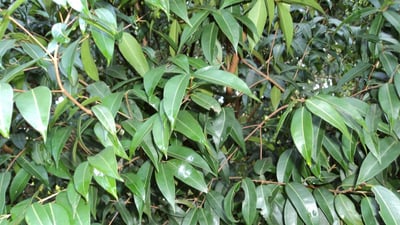 Mesua stylosa