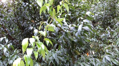 Mesua stylosa