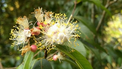 Mesua stylosa