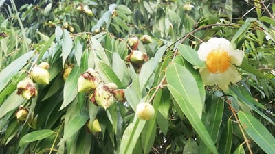 Mesua ferrea