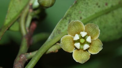 Kokoona zeylanica