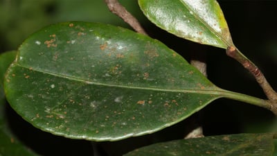 Kokoona zeylanica