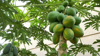 Carica papaya
