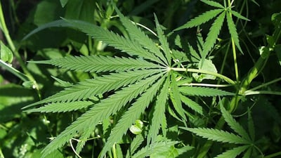 Cannabis sativa