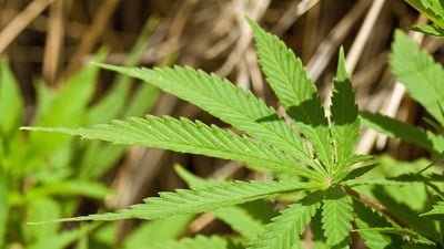 Cannabis sativa