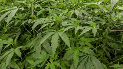 Cannabis sativa