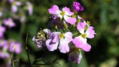Raphanus sativus
