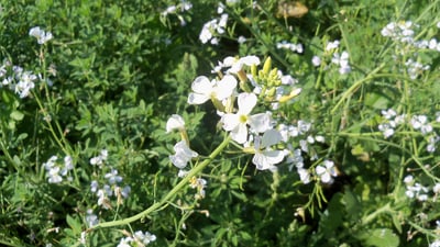Raphanus sativus