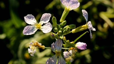Raphanus sativus
