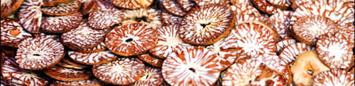 Carmona retusa