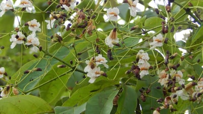 Stereospermum suaveolens