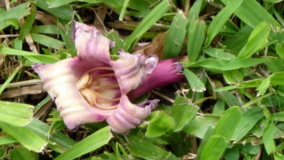 Oroxylum indicum