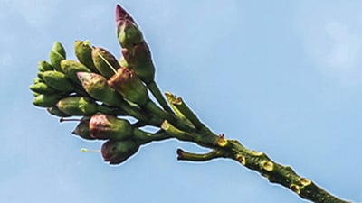 Oroxylum indicum